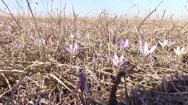 03_03_2020_ШАФРАН СЕТЧАТЫЙ.mp4 смотреть онлайн