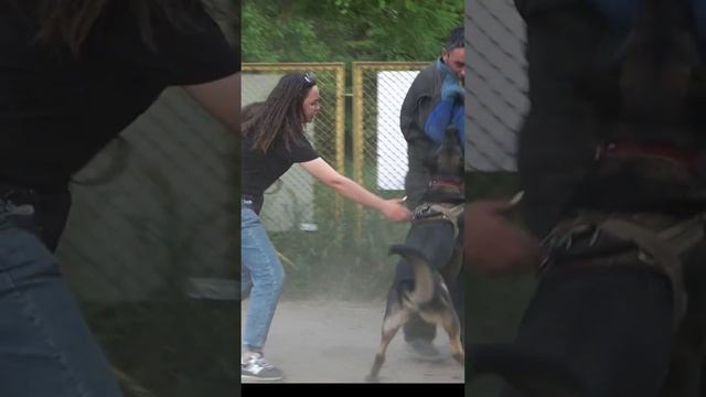 Атакует Буран. Кобель немецкой овчарки зонарного окраса. Защита и охрана. Дрессировка собак. Одесса смотреть онлайн