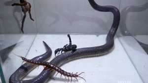 Бои за жизнь! Змея против Тарантула и сороконожки.  Главный закон природы в действие!