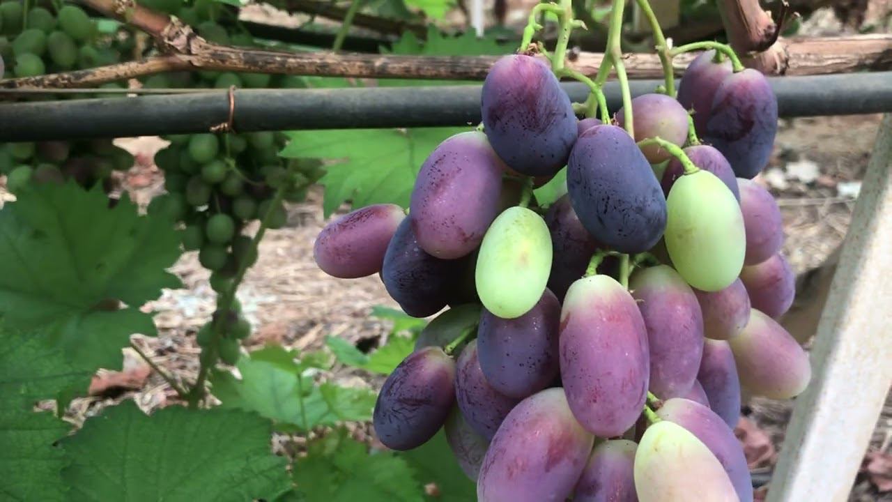 Виноград в теплице, что срезаем. 89184654603. смотреть онлайн