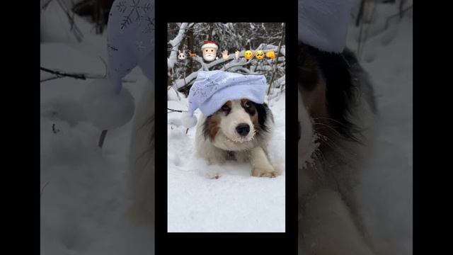 Аусси в снежном лесу 🦌 #aussie #australianshepherd #аусси #австралийскаяовчарка #happynewyear2023 смотреть онлайн