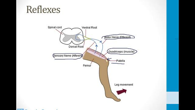 Neurology - 1. Introduction To Neurology - 5.Dermatomes And Reflexes Atf