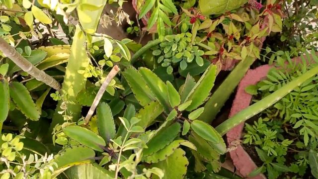 Patharchatta plant||Bryophyllum||Kalanchoe pinnata||Winter Care Hindi смотреть онлайн