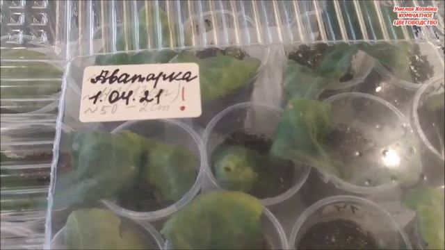 Я в ШОКЕ от этого ТОРФА‼️ ОБЗОР укорененных листов глоксиний смотреть онлайн