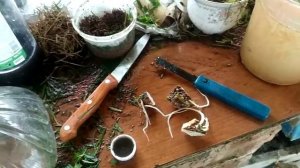 Калла, проращивание и деление клубня..