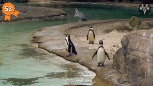 100 ФАКТОВ О ЖИВОТНЫХ. Интересные факты о которых вы не знали