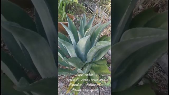 Agave ovatifolia @Agave @ Whale's tongue agave @ดอกโคม @ต้นอากาเว่ смотреть онлайн