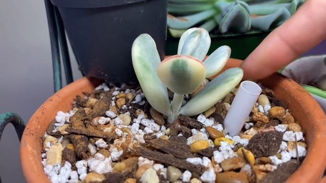 Cotyledon Orbiculata Cv Variegated Knowing The Growth Cycle, Care&Tips