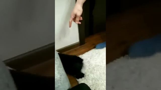 Дресировка щенка цвергшнауцера смотреть онлайн