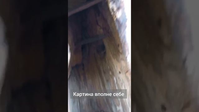 Борть в дубе. Пчелы подготовились к зиме. Шершни. Андрей Артёмов. Бортевое и колодное пчеловодство смотреть онлайн