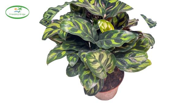 Calathea makoyana E Morr смотреть онлайн