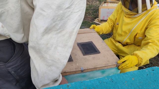 Покупка пчелосемей на племенной пасеке