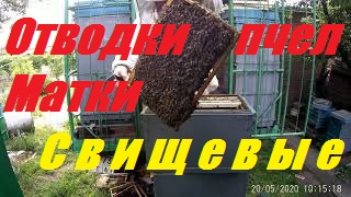 Делаем отводки пчел на свищевых матках.Мёда с Белой акации нет. смотреть онлайн