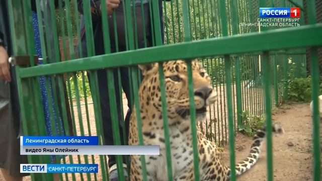 В Ленинградской области появился хоспис для диких кошек смотреть онлайн