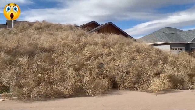 Very Shocked With 15 Natural Phenomena And Animals In 2023 | Knowledge смотреть онлайн