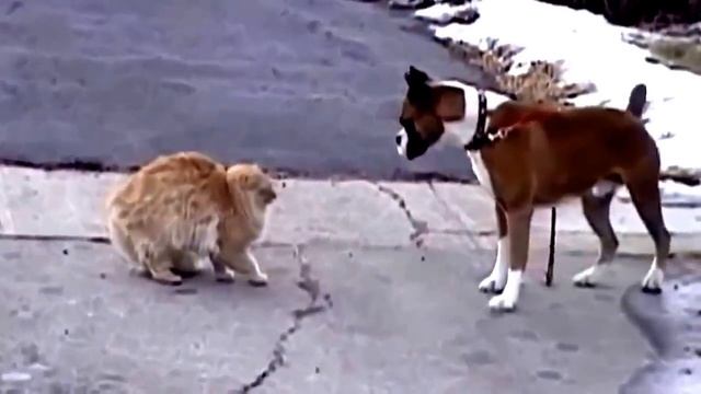 Агрессивный кот. смотреть онлайн