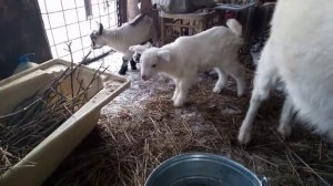 Как приручить козу? Козоводство. Купили козу, что делать?