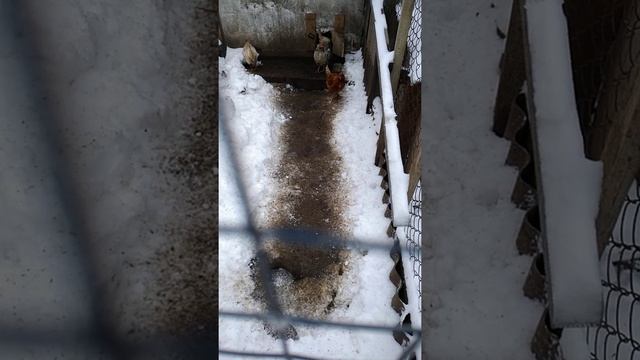 куры Ломан Вайт и Ломан Браун смотреть онлайн