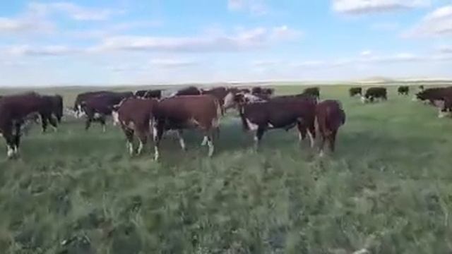 #Казахстан#Продам#Павлодар#бычков#90 голов цена 950т за 1кг живой вес 8776 813 4579и8 700 697 6462 смотреть онлайн