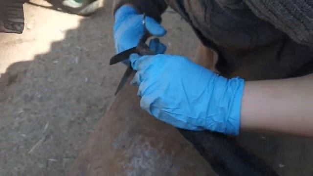 Первая стрижка овцы смотреть онлайн