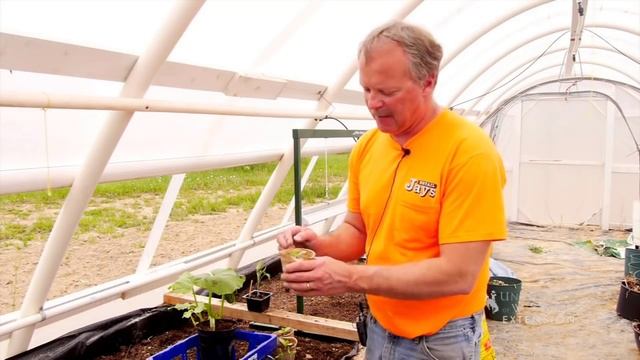 ?What You Need To Know When Growing Pumpkins - Grow Big Pumpkins смотреть онлайн