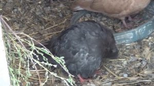 Прилетное отверстие для голубей, система "Ниппель". Олег Костяков, г.Самара