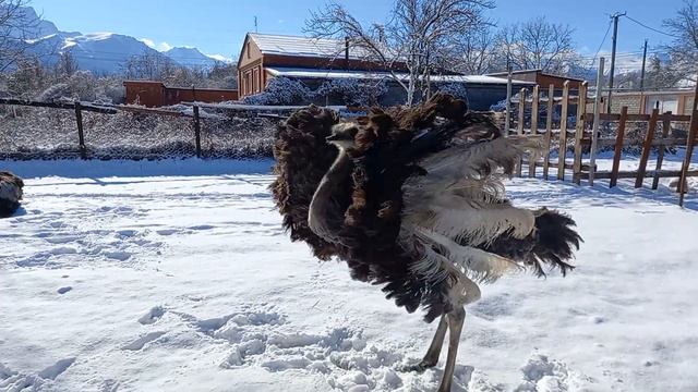 Страусиное танго на снегу в Алагире смотреть онлайн