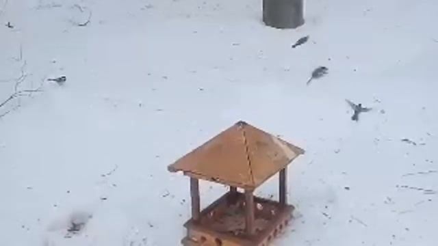 Следово. Кормушка Птиц смотреть онлайн