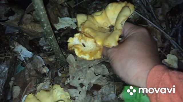 Грибной сезон 2020 г. Лисички, коллибия лесолюбивая, плютей белый и другие. 16.07.20 г. Курская обл смотреть онлайн