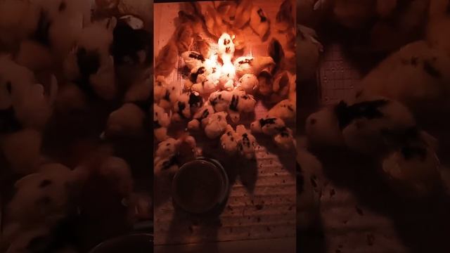 Цыплята австралорпы, пушкинские, ленинградские ситцевые 5 суток, едят любимый творожок. смотреть онлайн