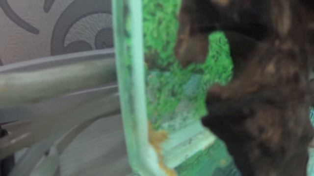 Нерест анциструсов в 15 литров. Самец не ухаживает за икрой. Искусственное инкубирование. смотреть онлайн