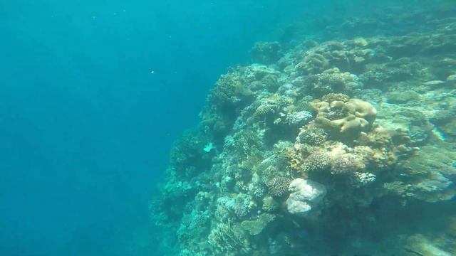 Самый красивый коралловый риф в Египте. Отель Novotel Marsa Alam? Смотрите сами и поражайтесь)) смотреть онлайн