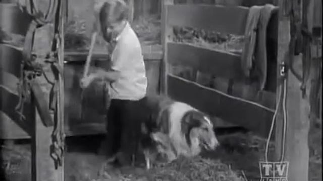 Lassie 1954, THE CALF, Adventure, Drama, Lassie, Jon Provost, June Lockhart