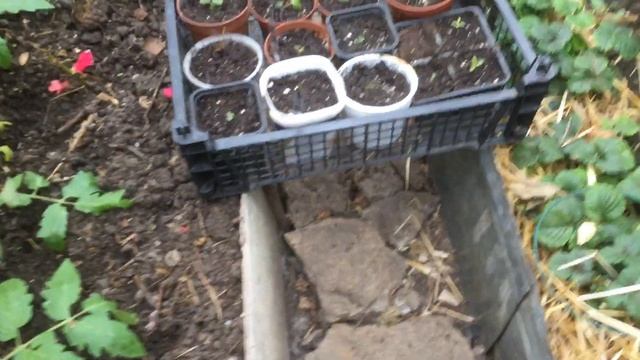 Бегонии Америгибриды — новинки 2019 года — из семян. Часть 2. Обзор теплицы в апреле. смотреть онлайн