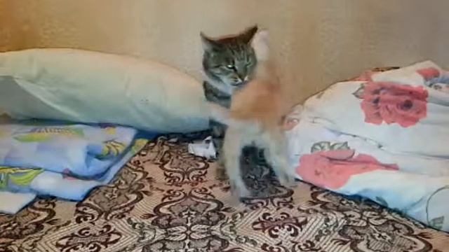 Кот и котенок, махач! Замедленная сьемка, смешное! Cat and kitten Mahach! Slow filming funny! смотреть онлайн