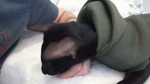 How To Trim Cat's Nails | Oriental Shorthair Cat смотреть онлайн