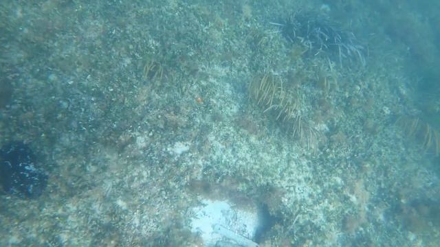 Catching LOBSTER in the FLORIDA KEYS!!! (shallow water free diving) #83 смотреть онлайн