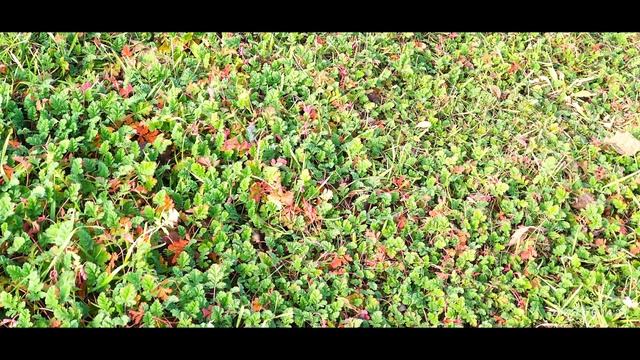 Один из дней города Евпатории / 4-8 января 2021 года | Подборка фото\видео