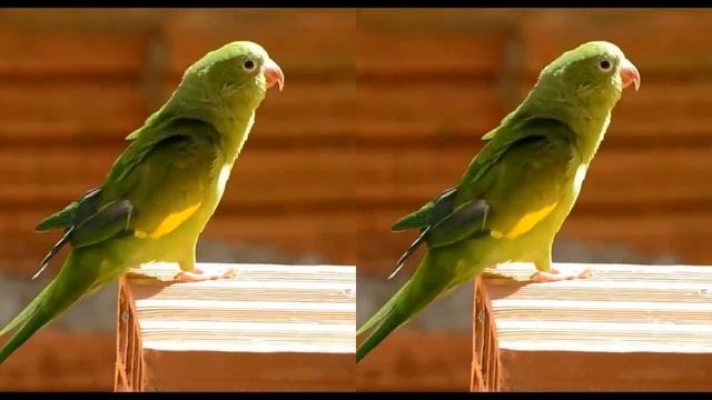 4k Animal VR video (3D) смотреть онлайн