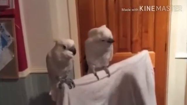 Пагу смотреть онлайн