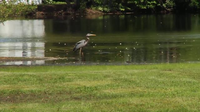 Heron wants a duckling, but's scared of Mama 05-10-2011.MOV смотреть онлайн