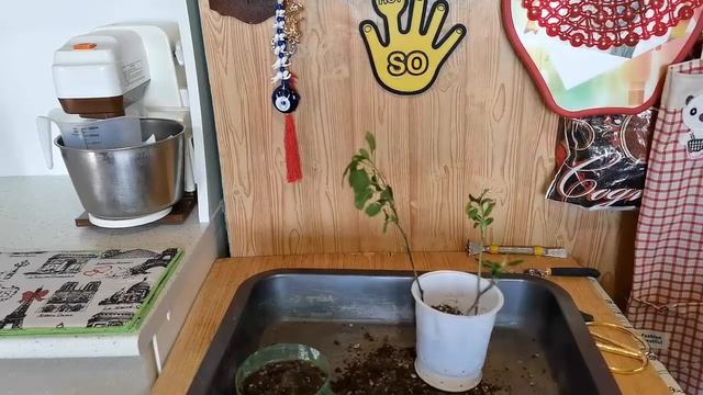 Как укоренить черенки яблони? смотреть онлайн