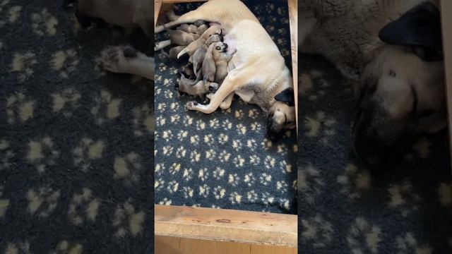 Наши кангалы. Щенкам 7 дней. Питомник "В.К. КАНГАЛ ТУРК КАН" г.Тверь. смотреть онлайн