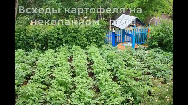 Копать или НЕ КОПАТЬ - 2