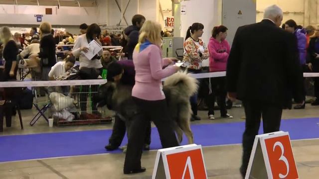 Сравнение на ЛУЧШЕГО КОБЕЛЯ смотреть онлайн