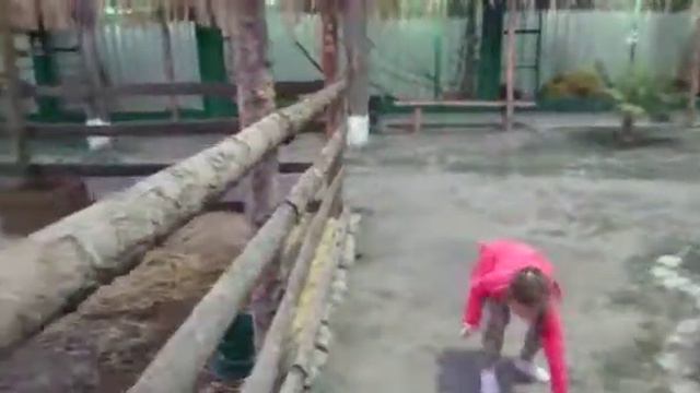 Дрессировка страуса смотреть онлайн