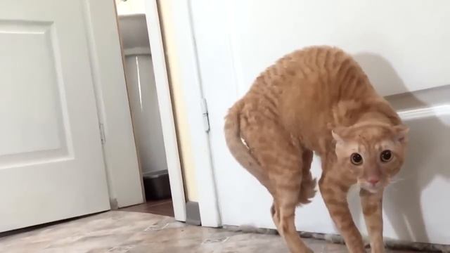 Реакция кота на сирень Такого я еще не видел смотреть онлайн