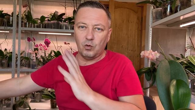 ЗАГУБЛЕННЫЕ КОРНИ ОРХИДЕЙ склонной к суициду вернули к жизни орхидеи AББA смотреть онлайн