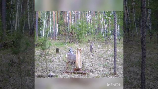 Солонец Весна 2023