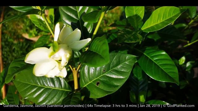 GodPlanted.com | Gardenia (Gardenia Jasminoides) | 64x Timelapse: 3 Hrs To 3 Mins | Jan 28, 2019